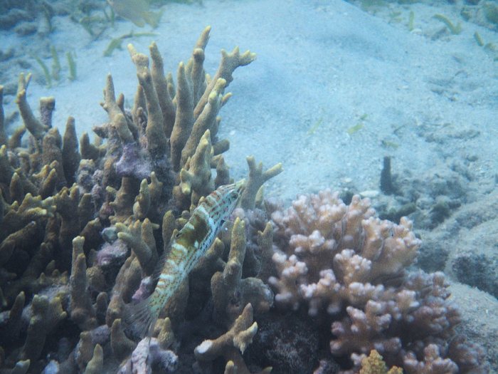 Coris batuensis