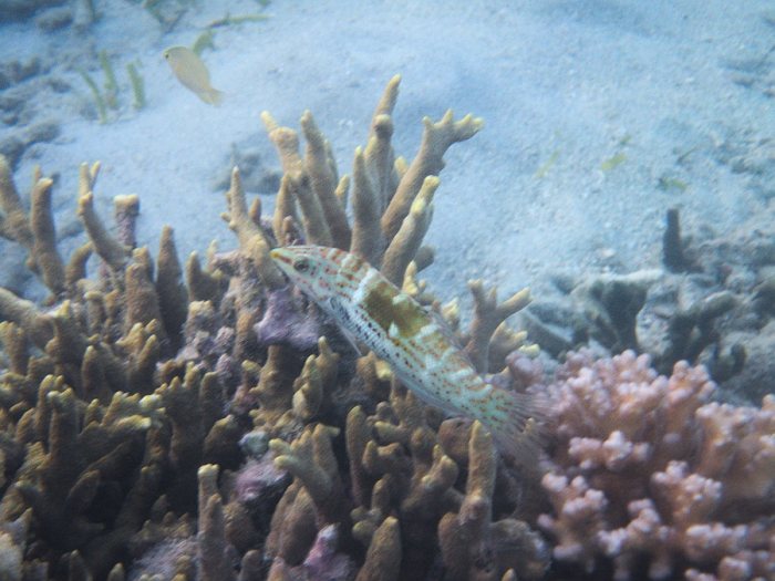 Coris batuensis