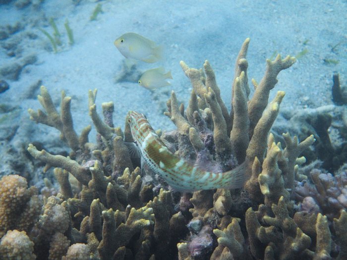 Coris batuensis