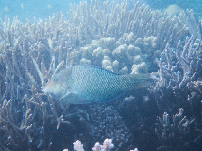 Hemigymnus melapterus