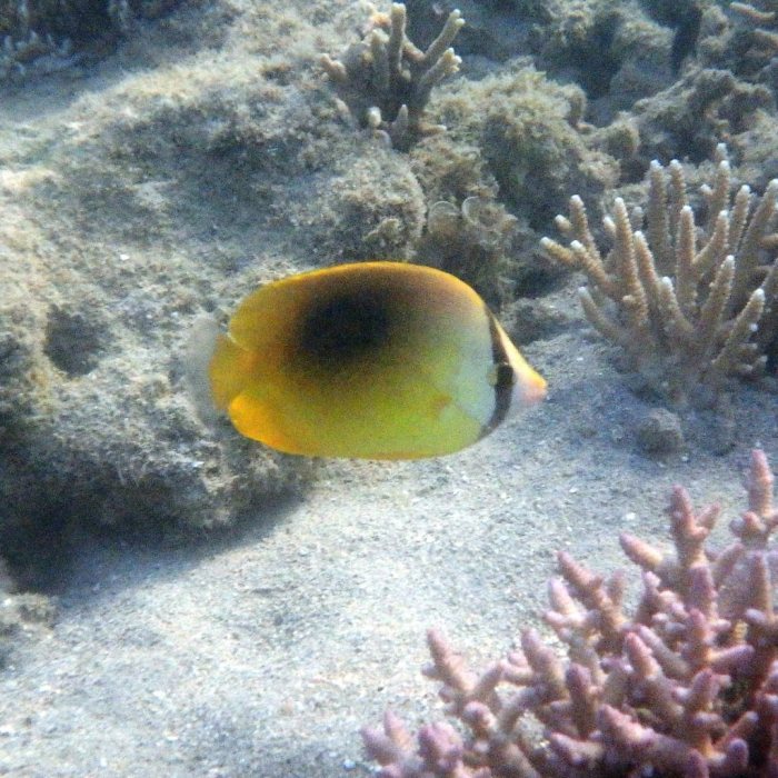 Chaetodon speculum