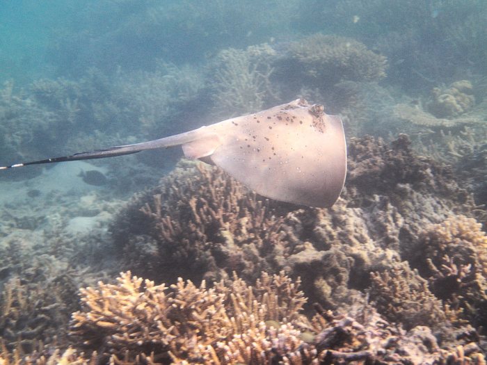 Neotrygon kuhlii