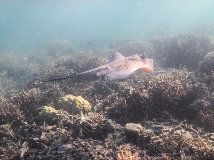 Neotrygon kuhlii