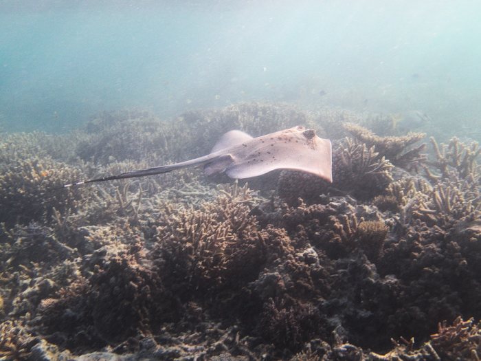 Neotrygon kuhlii