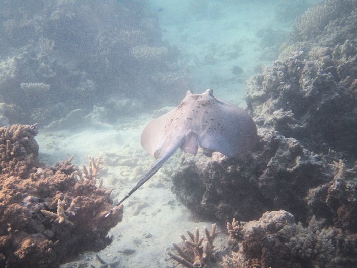 Neotrygon kuhlii