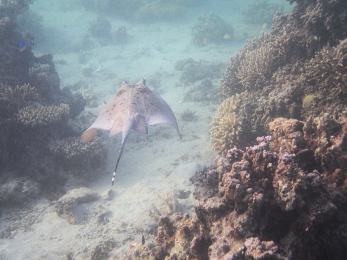 Neotrygon kuhlii