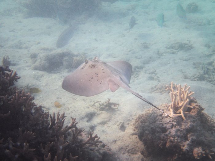 Neotrygon kuhlii