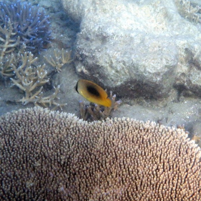 Chaetodon speculum