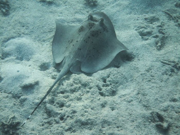 Neotrygon kuhlii