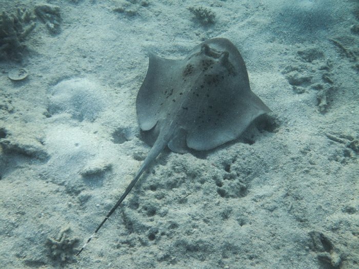 Neotrygon kuhlii