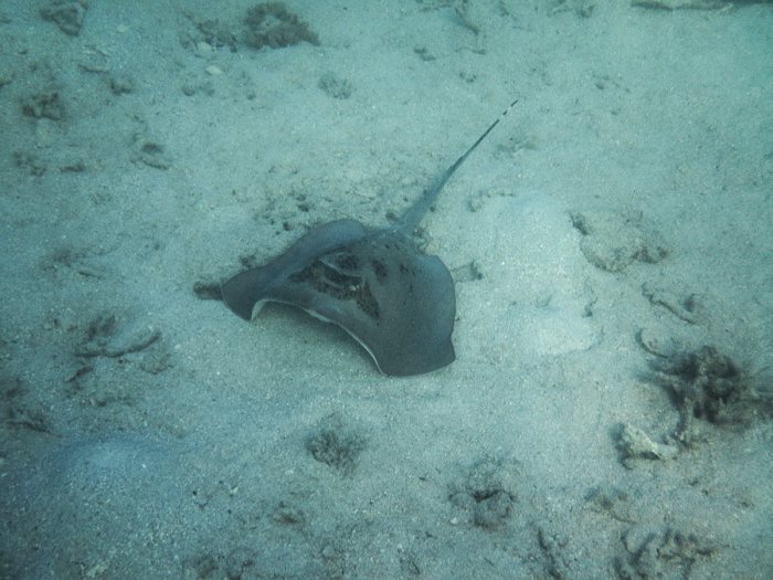 Neotrygon kuhlii