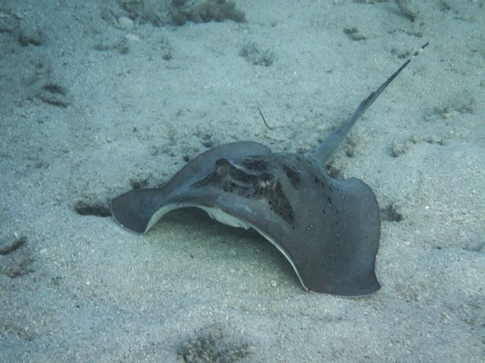 Neotrygon kuhlii