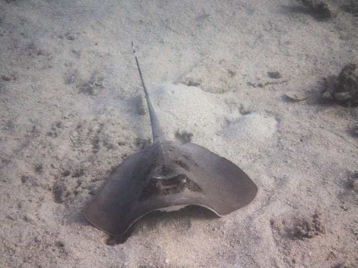 Neotrygon kuhlii