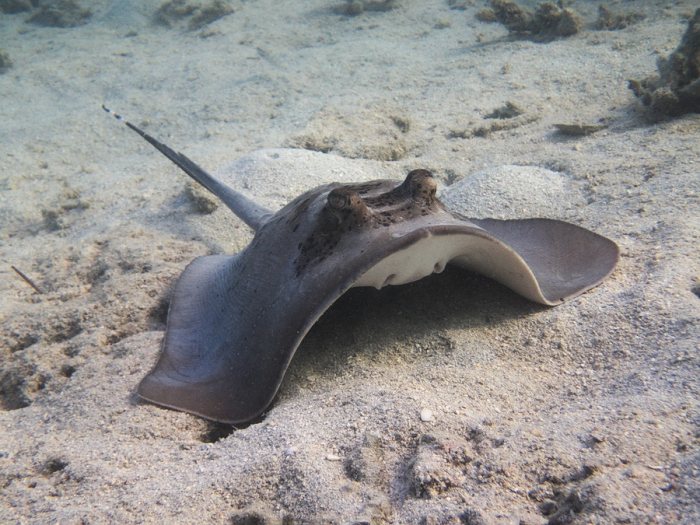 Neotrygon kuhlii