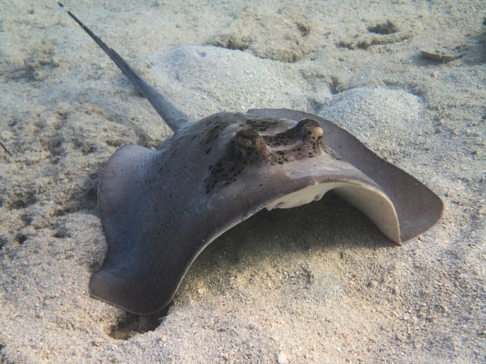 Neotrygon kuhlii