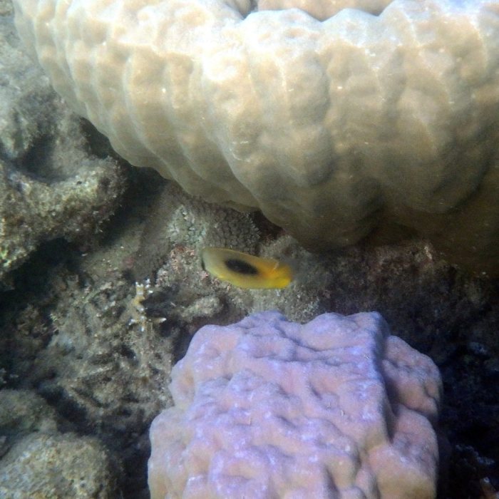 Chaetodon speculum