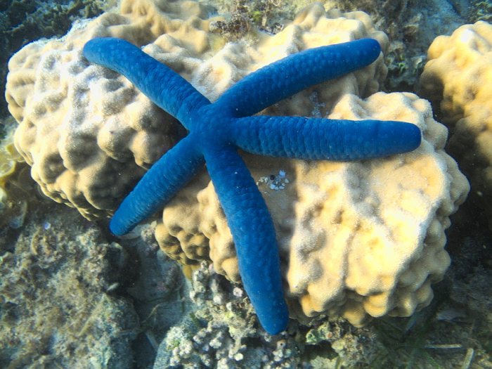 Linckia laevigata
