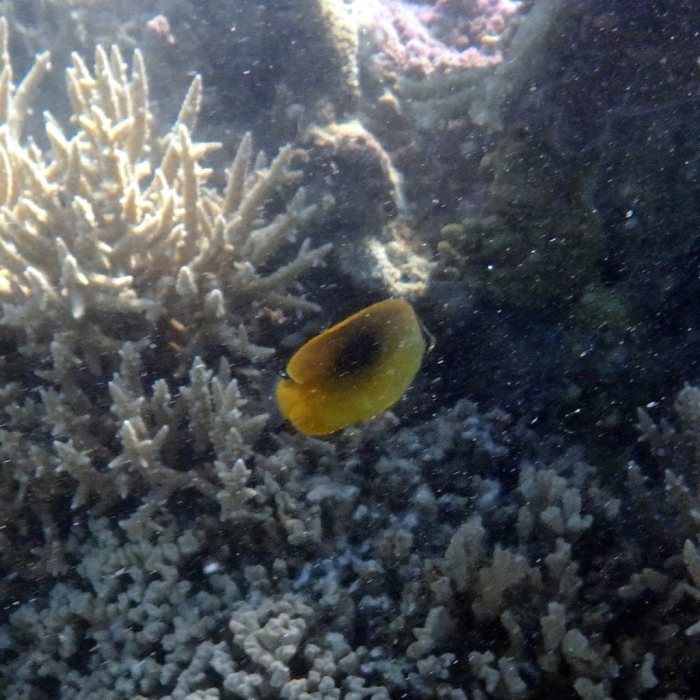 Chaetodon speculum