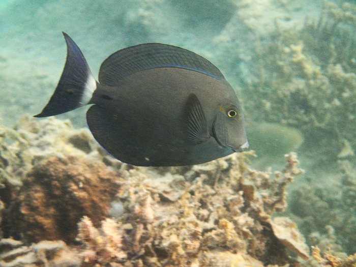 Acanthurus blochii