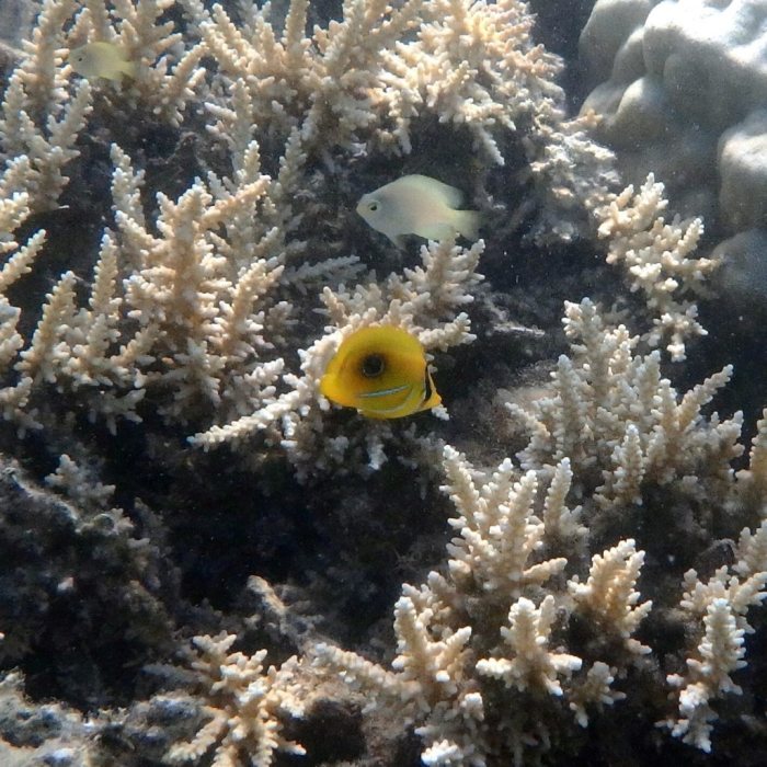Chaetodon speculum