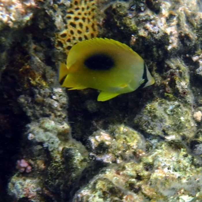 Chaetodon speculum
