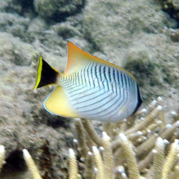 Chaetodon trifascialis