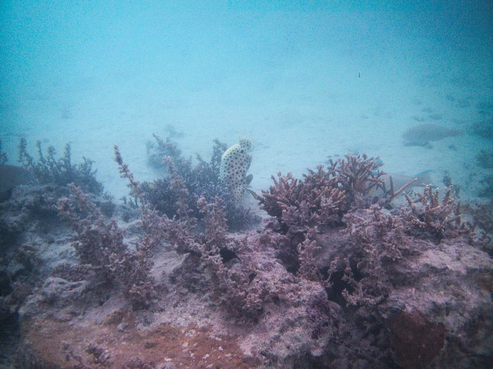 Cromileptes altivelis