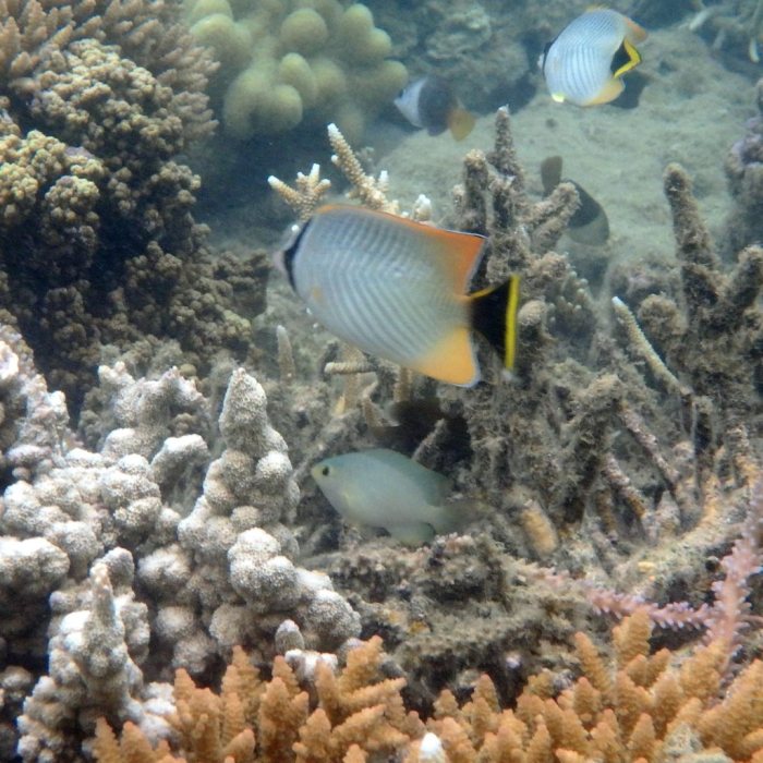 Chaetodon trifascialis