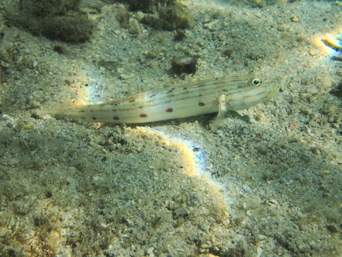 Valenciennea longipinnis