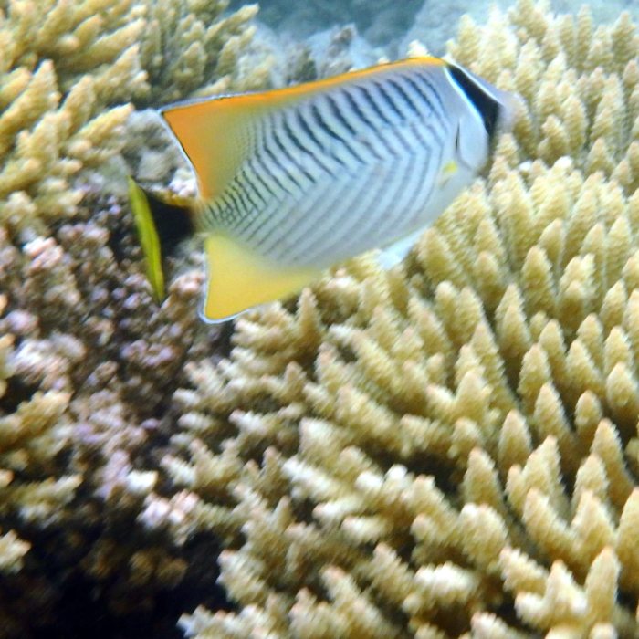 Chaetodon trifascialis