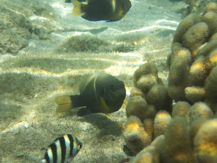 Chrysiptera biocellata
