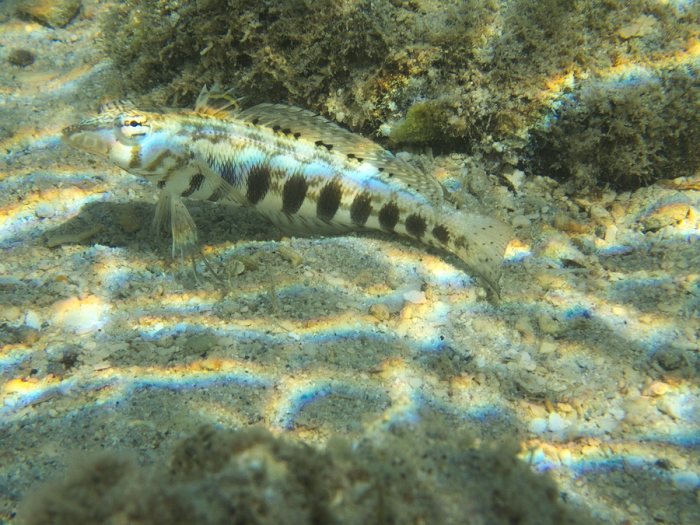 Parapercis australis