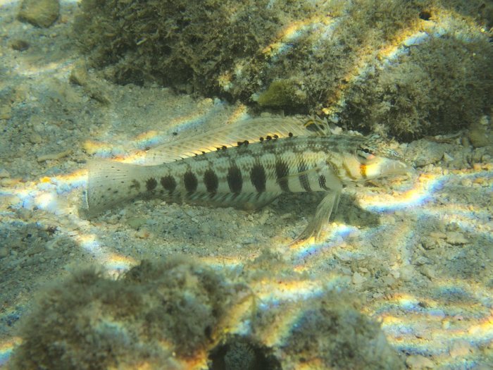Parapercis australis