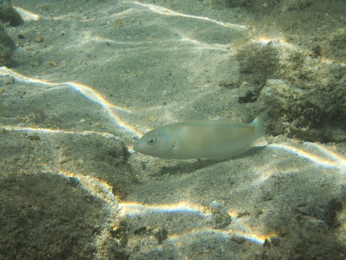 Halichoeres trimaculatus