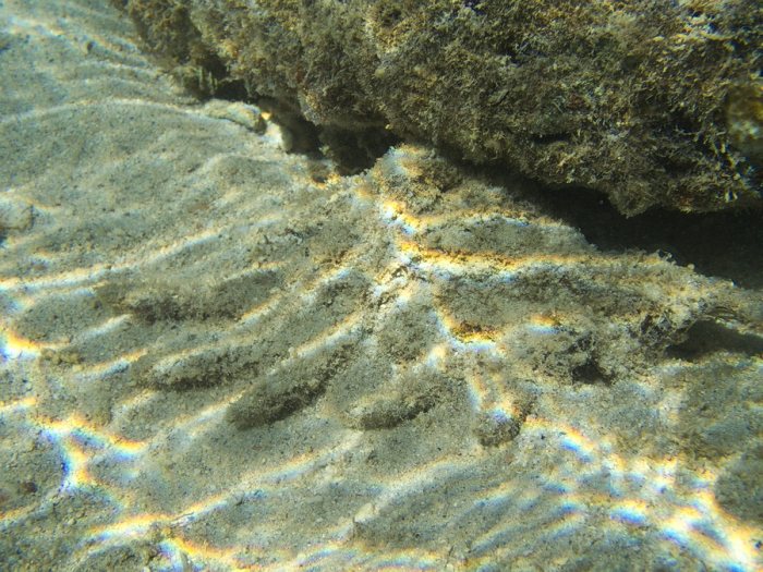 Mollusques