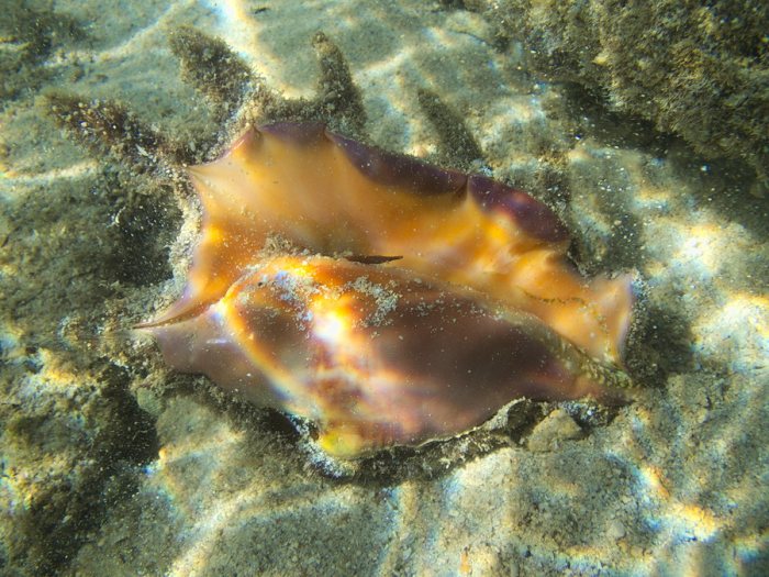 Mollusques