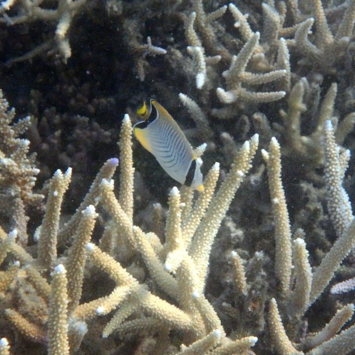 Chaetodon trifascialis