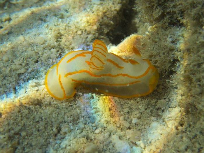 Gymnodoris striatum