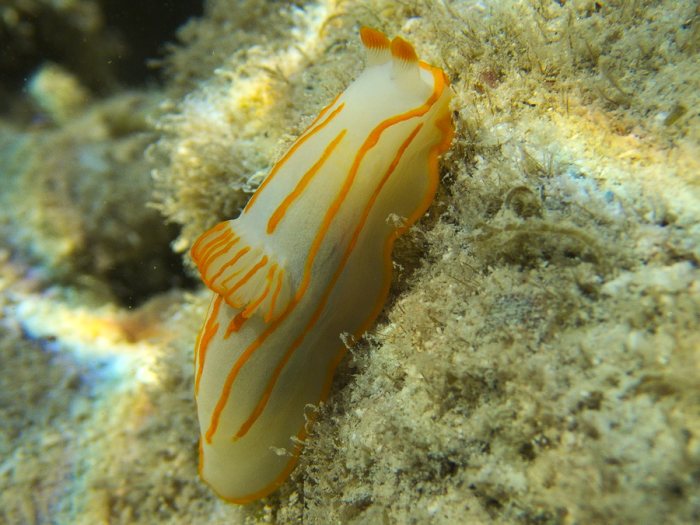 Gymnodoris striatum