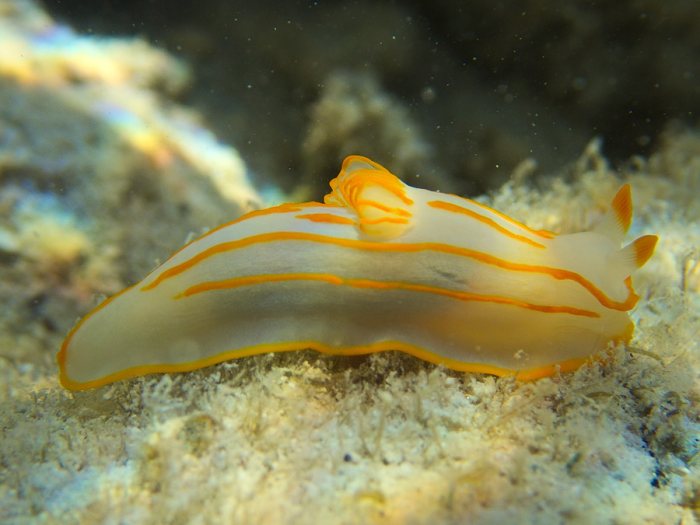 Gymnodoris striatum