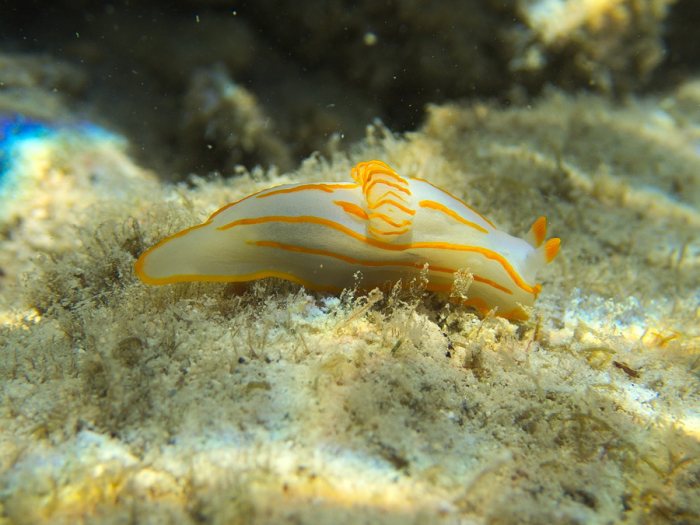 Gymnodoris striatum