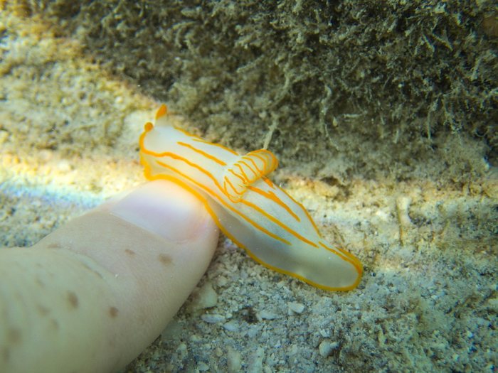 Gymnodoris striatum