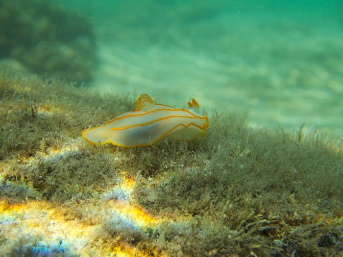 Gymnodoris striatum