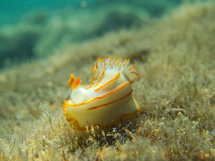 Gymnodoris striatum