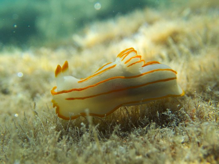 Gymnodoris striatum