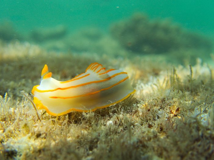 Gymnodoris striatum