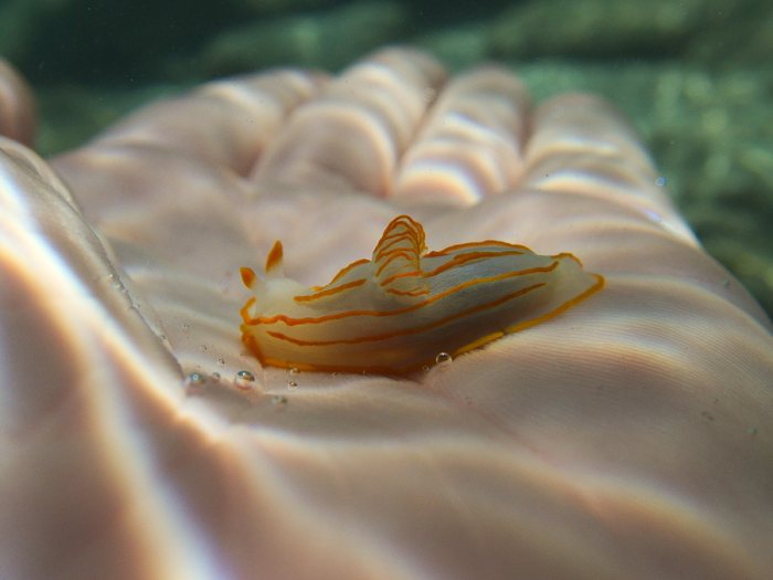 Gymnodoris striatum