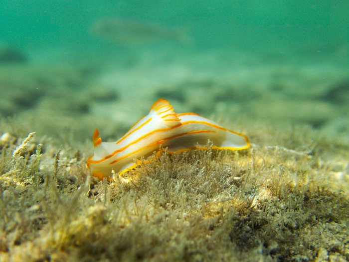 Gymnodoris striatum