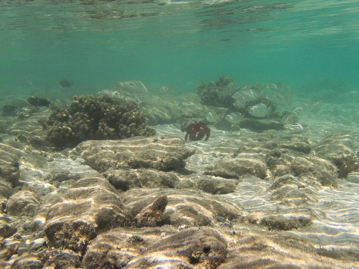 Dardanus megistos