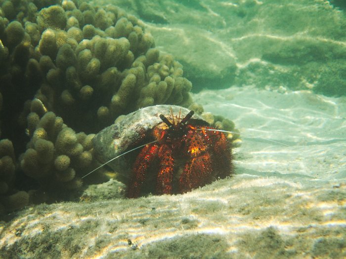 Dardanus megistos